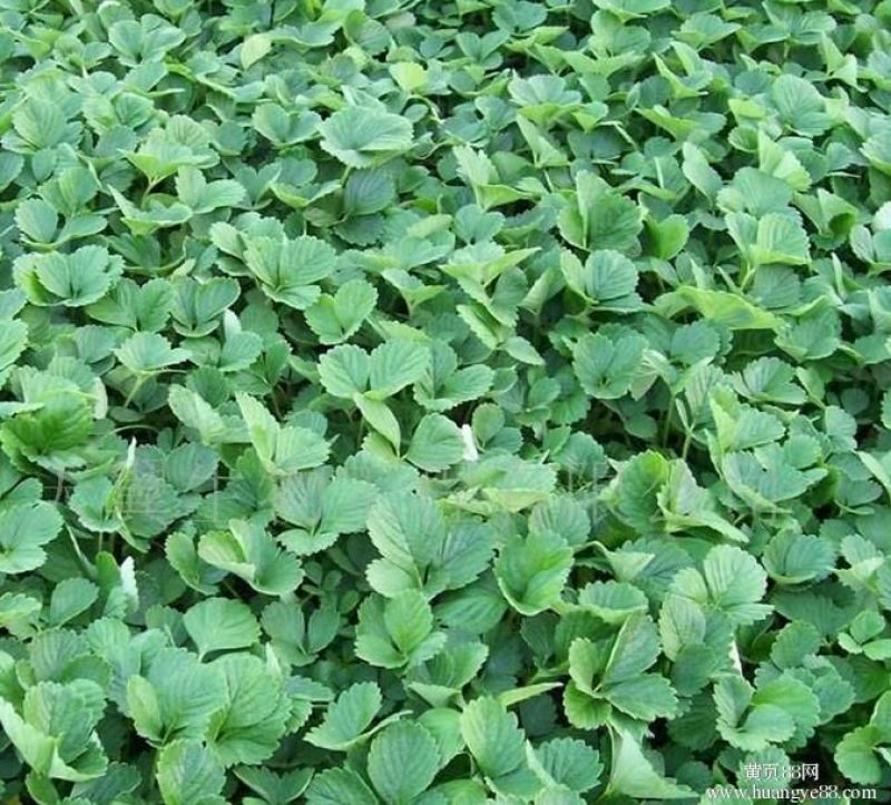 红颜草莓苗，健壮矮杆，无病菌，农户家庭种植，技术先进