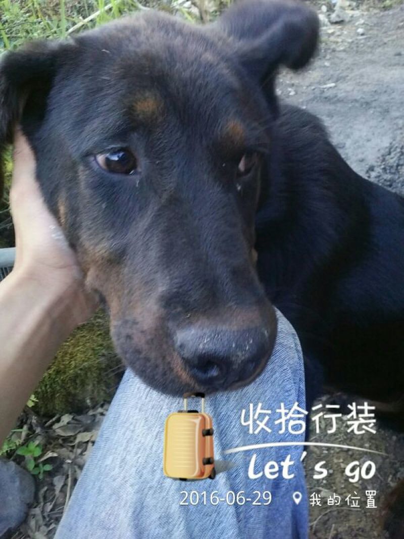 脱温鸡1斤以下