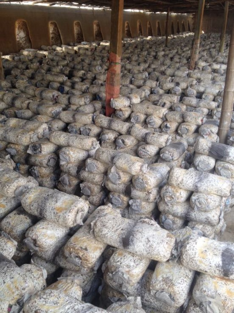 小黑平菇菌棒23×55。熟料两头带出菇环。