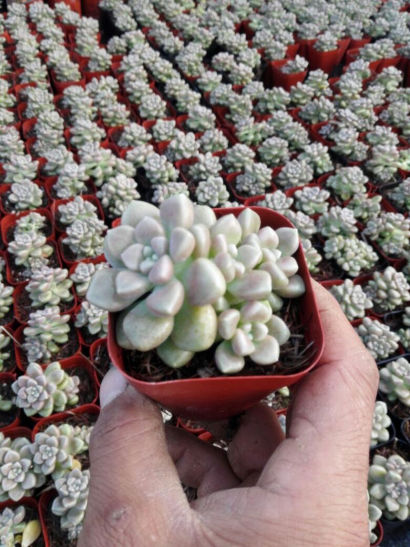 多肉植物带盆栽好