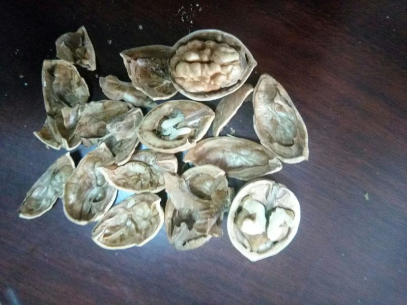 薄皮核桃去皮干
