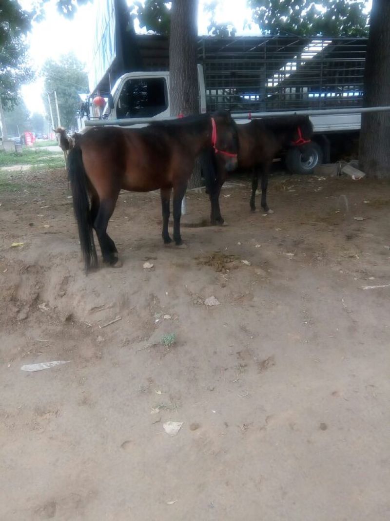 肉马300~400kg