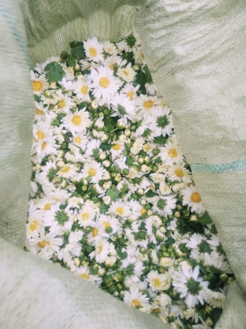 菊花茶