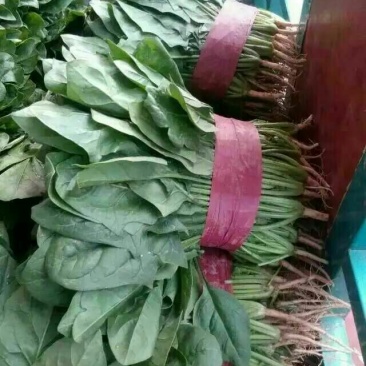 秋菠菜
