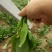 秋菠菜15~20厘米
