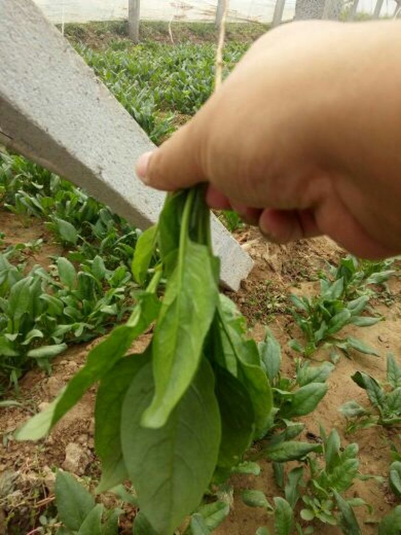 秋菠菜15~20厘米