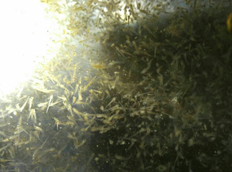 台湾泥鳅苗，3/5公分，包成活一个星期，大量死亡补苗