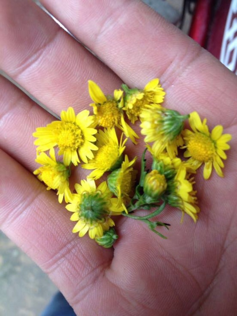 野菊花