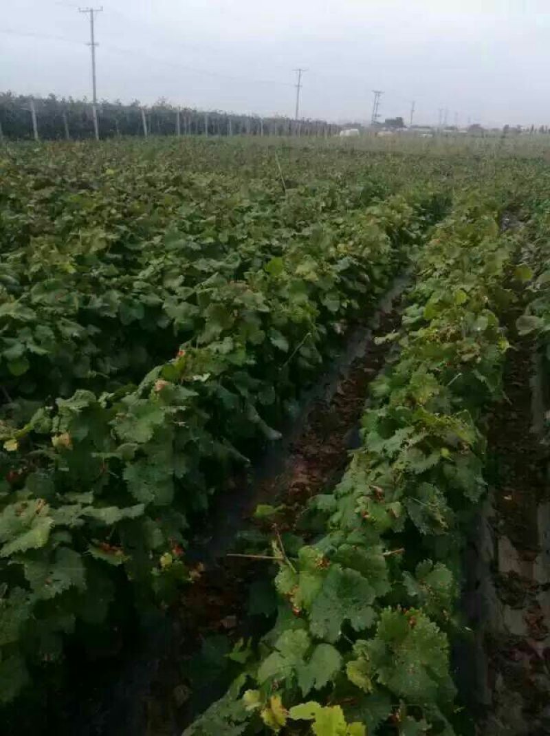 葡萄苗，妮娜皇后，巨盛一号葡萄，甜蜜蓝宝石，阳光玫瑰