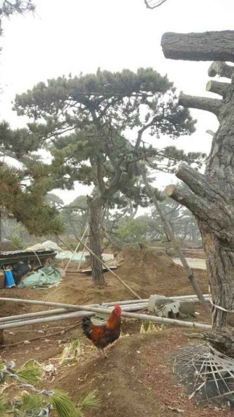 造型松14公分冠幅3米高度3米旺运苗木中心有300棵精