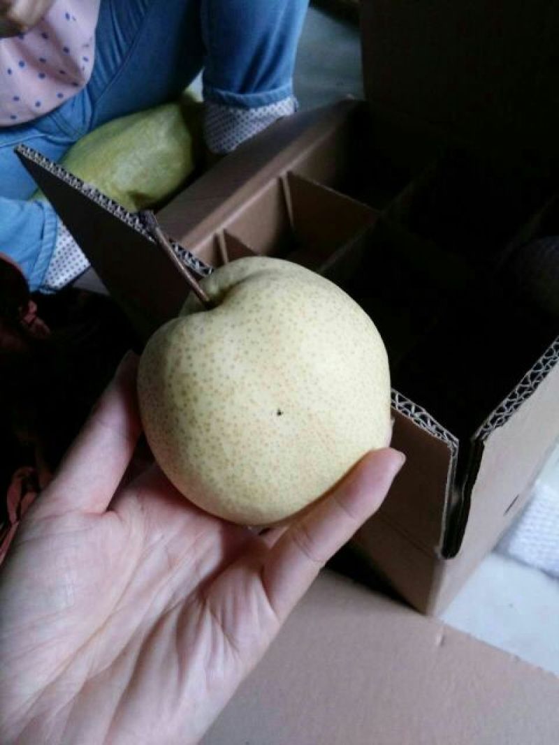 礼泉酥梨150~200g纸箱