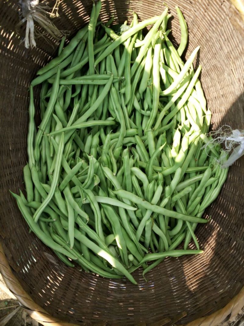 豆角15厘米以上