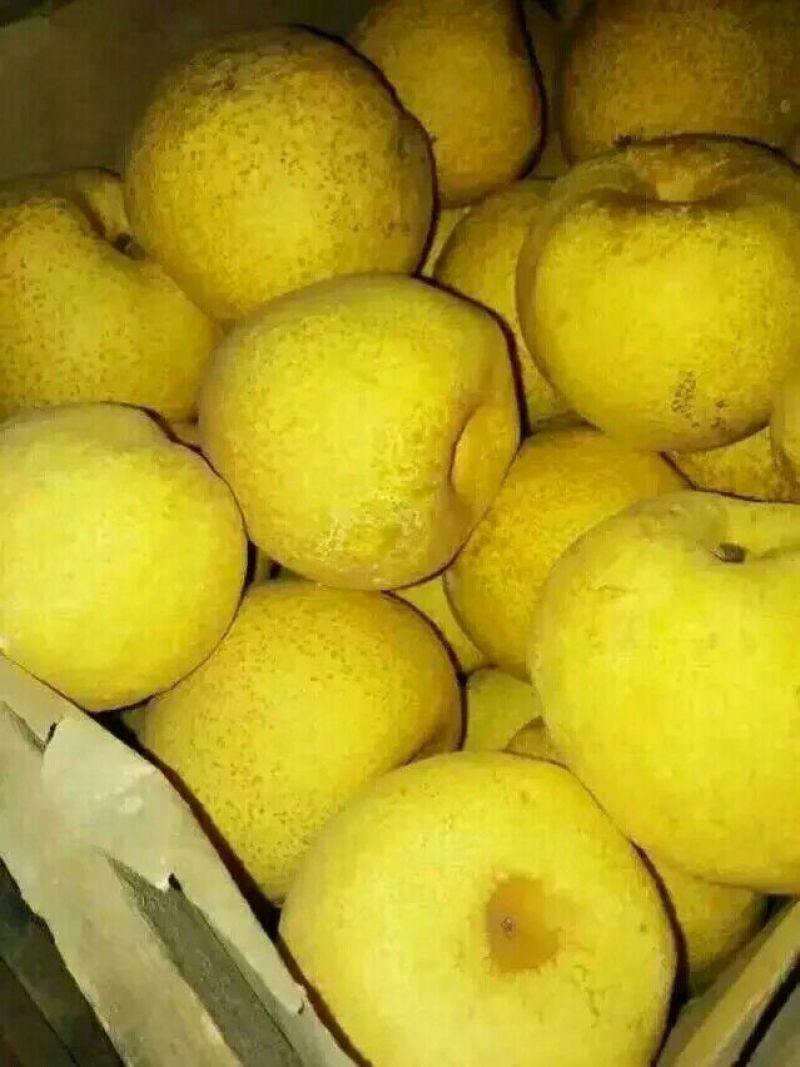 砀山梨200~250g光果