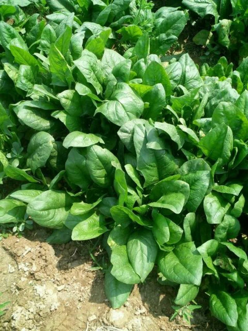 菠菜25~30厘米