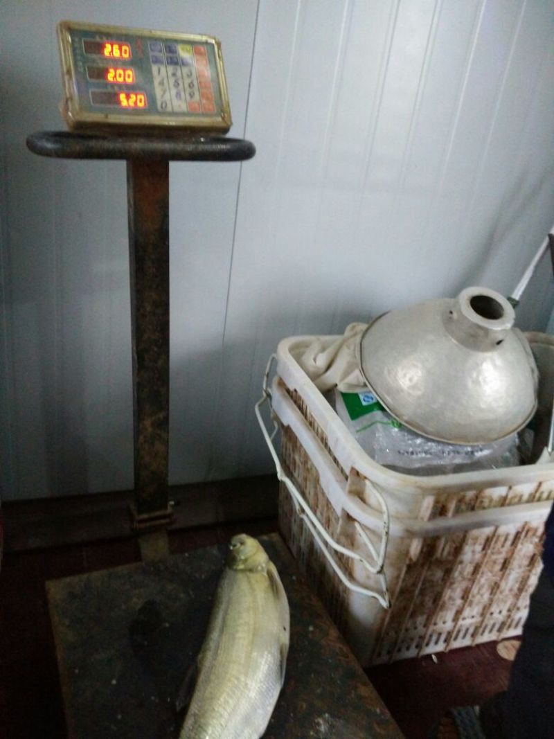 白鱼3~5斤