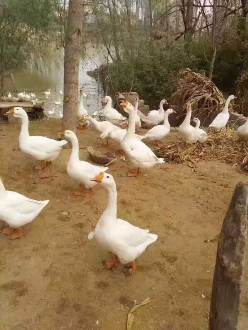 皖西白鹅鹅苗