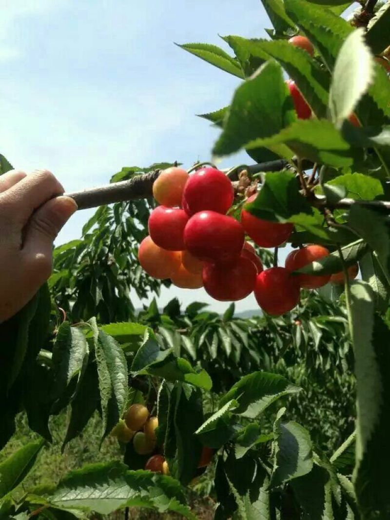 矮化樱桃苗大樱桃苗包成活包品种保真基地直发
