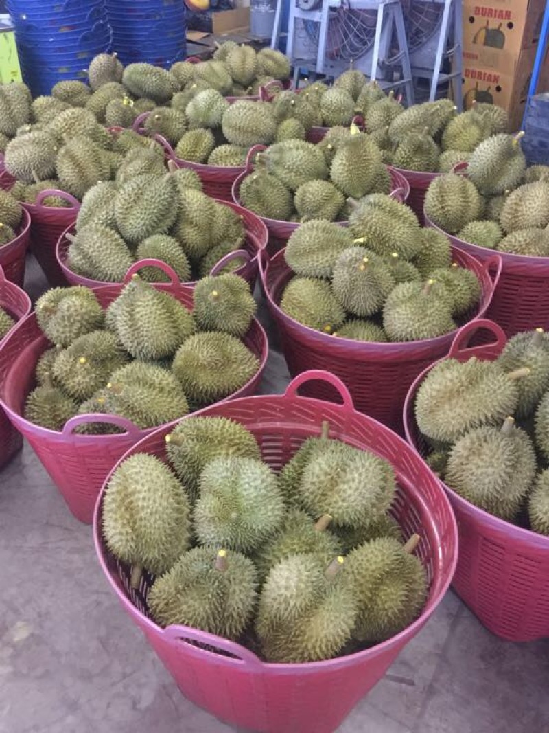 泰国榴莲