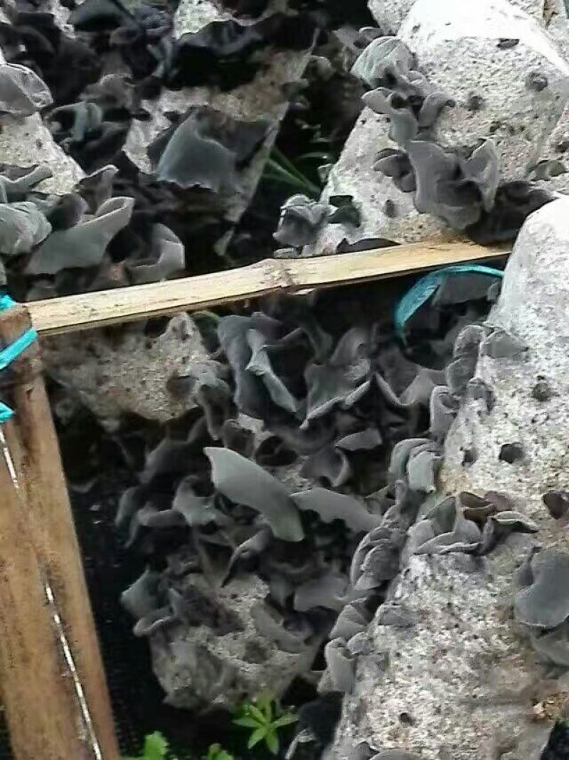 黑木耳一级