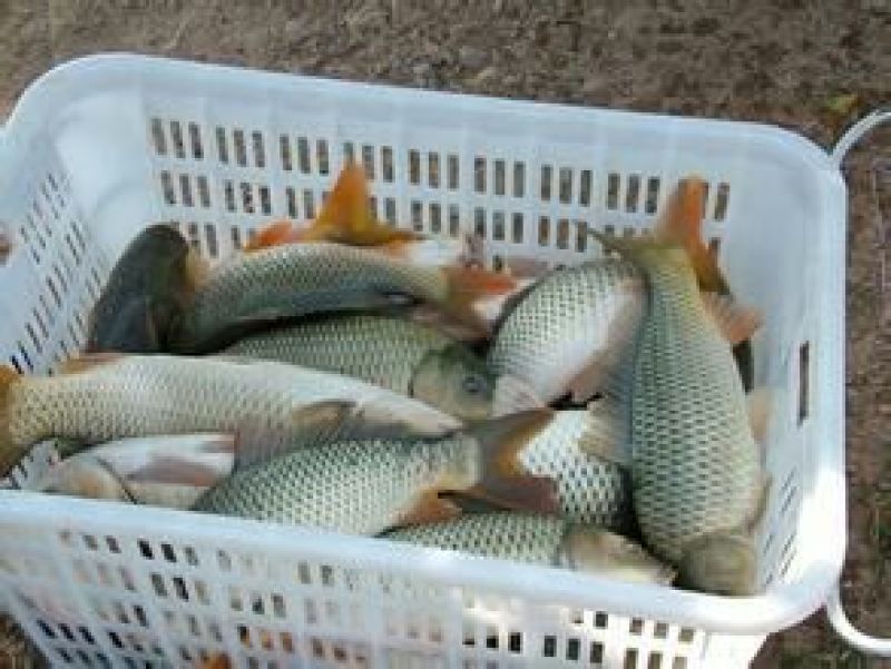 河鲤鱼食用2~3公斤