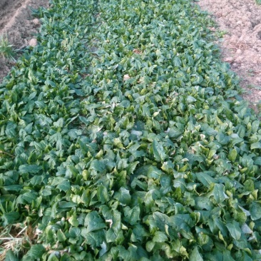 全能菠菜25~30厘米