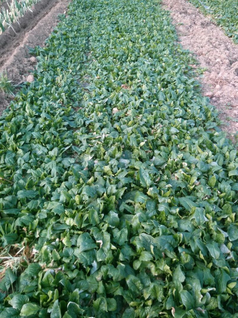 全能菠菜25~30厘米
