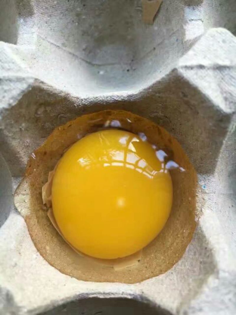 贵妃鸡苗1斤以下
