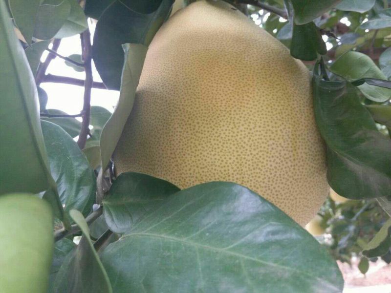 蜜柚2斤以上