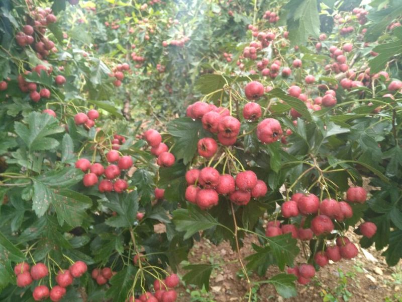 甜红子山楂10~15克
