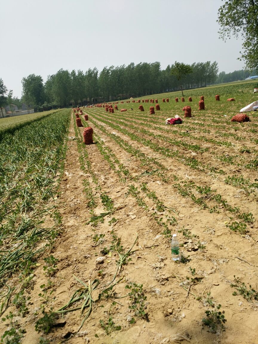 杂交鲜蒜河南周口市淮阳县_批发_供应-一亩田