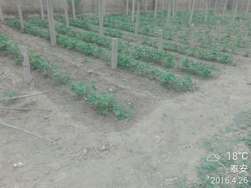 草莓苗10cm以下10~20cm