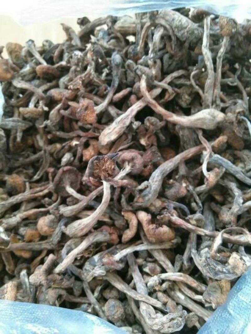 树秋菌一级