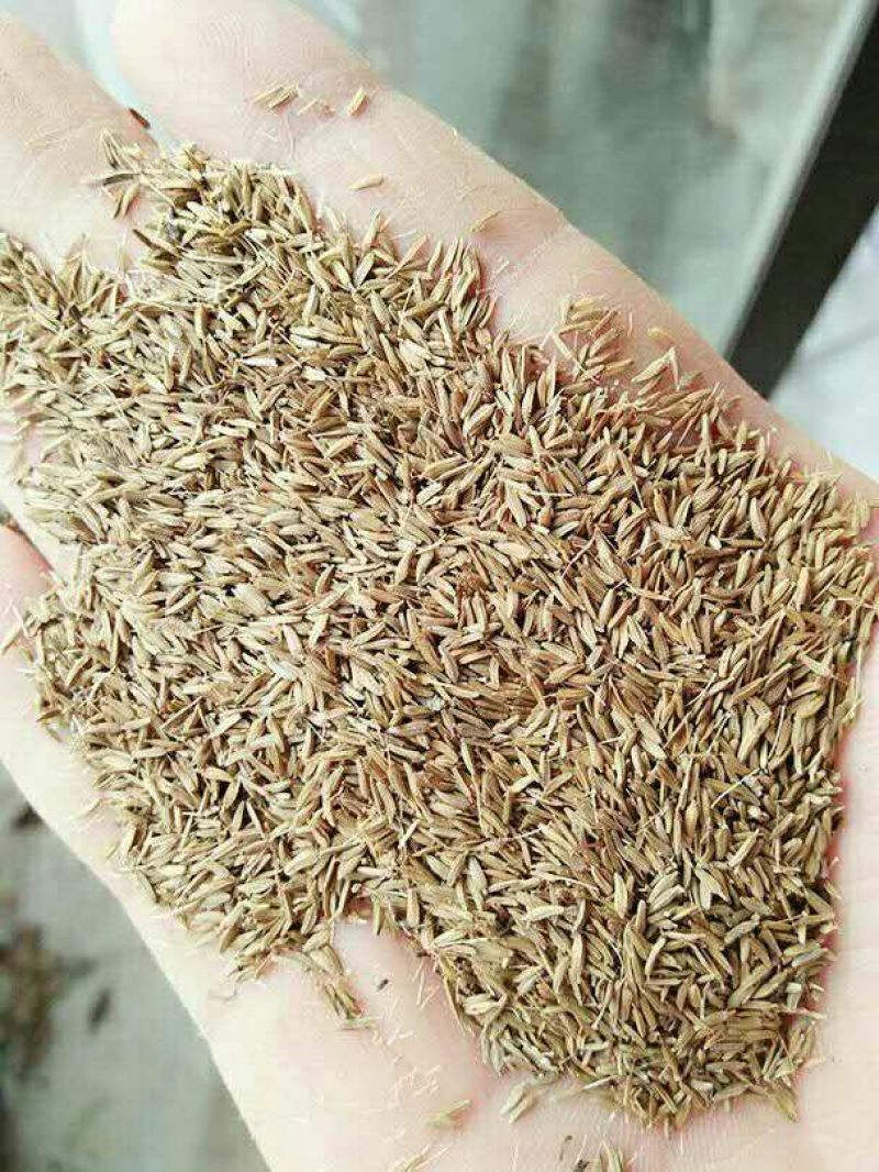 蒲公英种子种籽四季婆婆丁春秋冬季野菜种孑药阳台盆栽蔬菜青