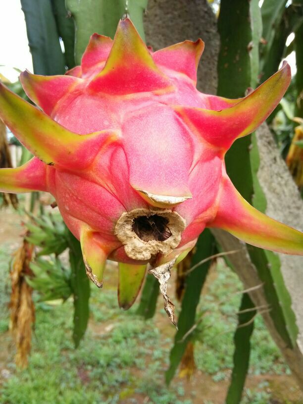 广西崇左市龙州县红皮红肉火龙果 中(5-7两)批