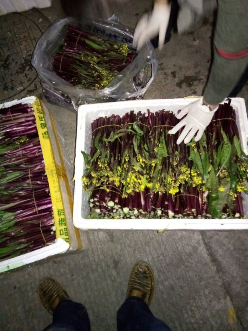 红菜苔20~30厘米