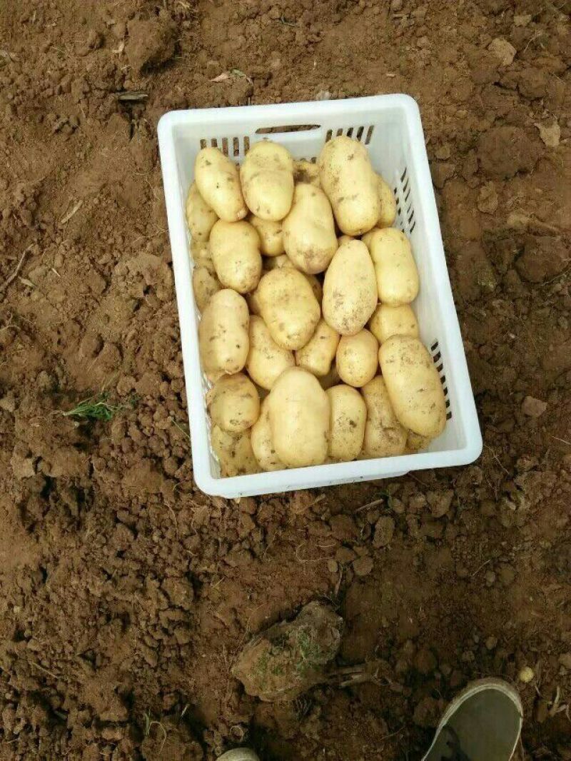 肥城新土豆荷兰十五新土豆大量供应中产量高个头大