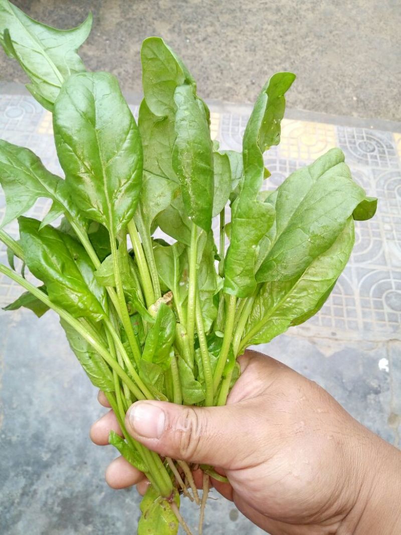 菠菜15~20厘米