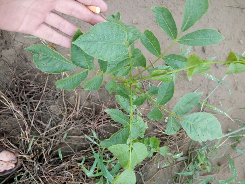 核桃苗一年苗50~100cm