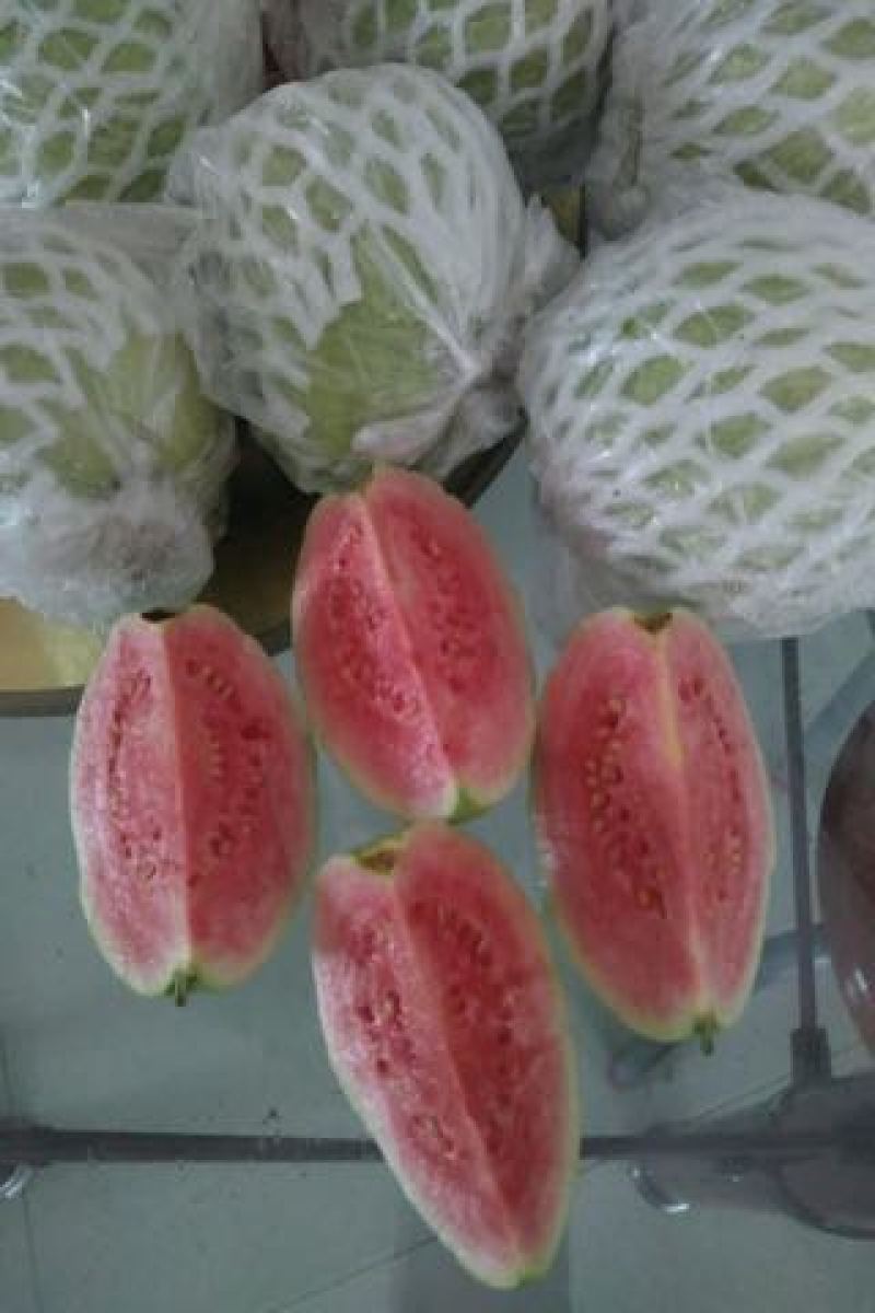 番石榴苗30~50cm