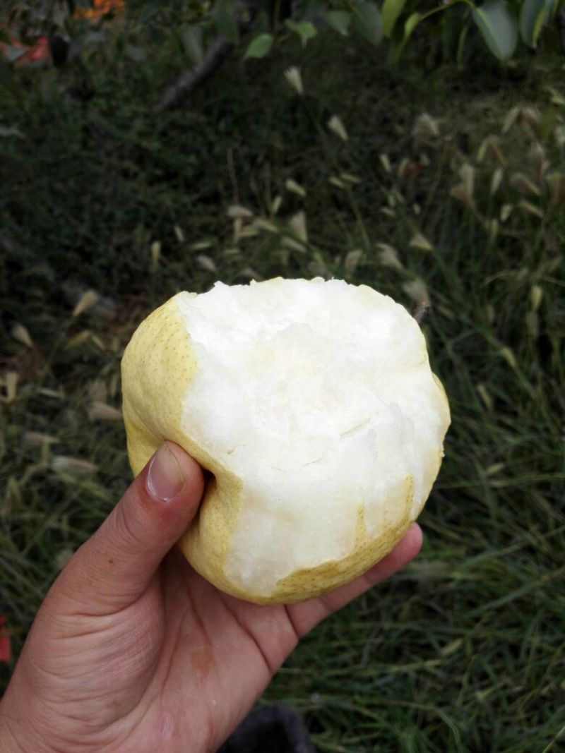 酥梨300~350g纸袋