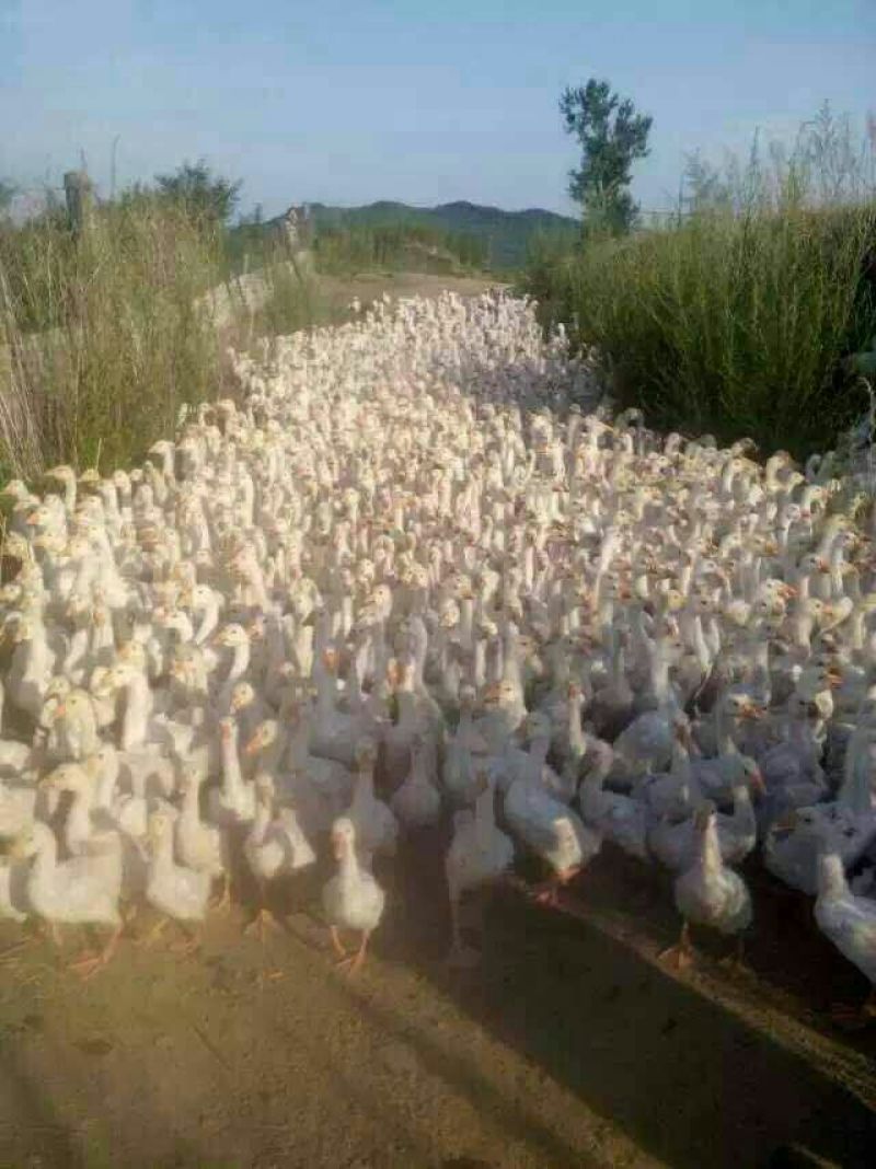 鹅苗250g以下