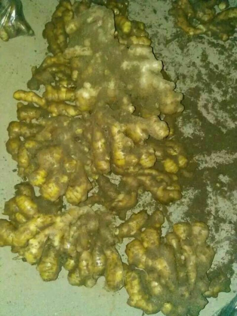 生姜4两以上水洗山东大姜储存鲜姜大量上市