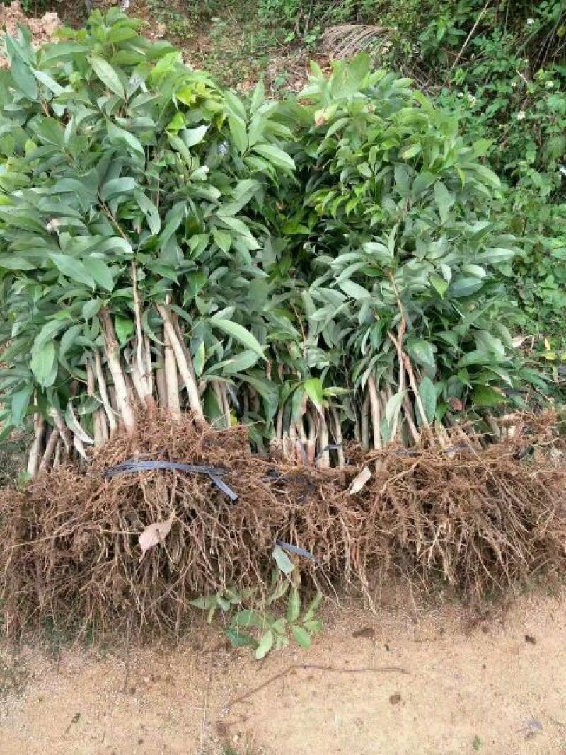 荔枝苗30~50cm