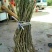 桑树苗50cm