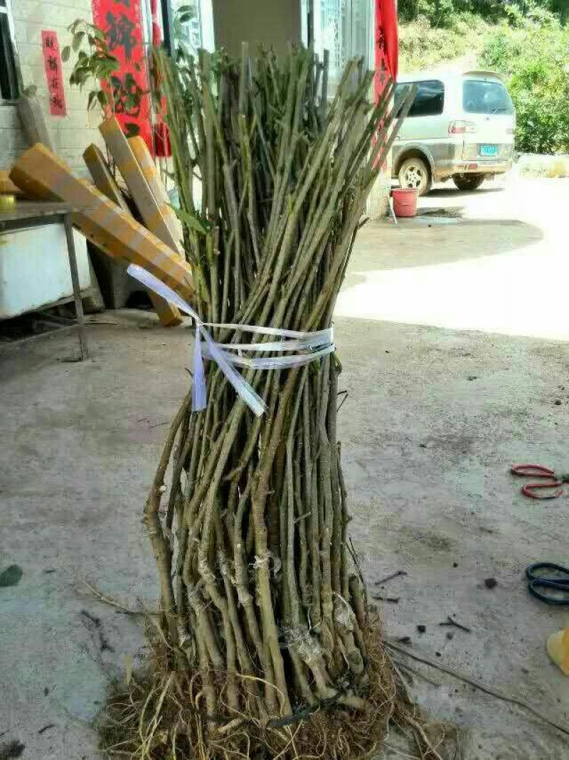 桑树苗50cm