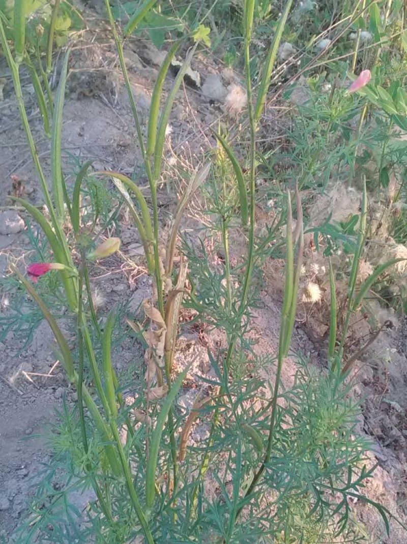 透骨草