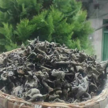 黑木耳一级