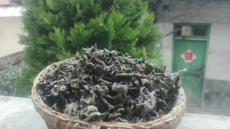 黑木耳一级