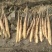 白玉山药3~4厘米50~70厘米一级