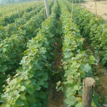 夏黑葡萄苗80~110cm2年